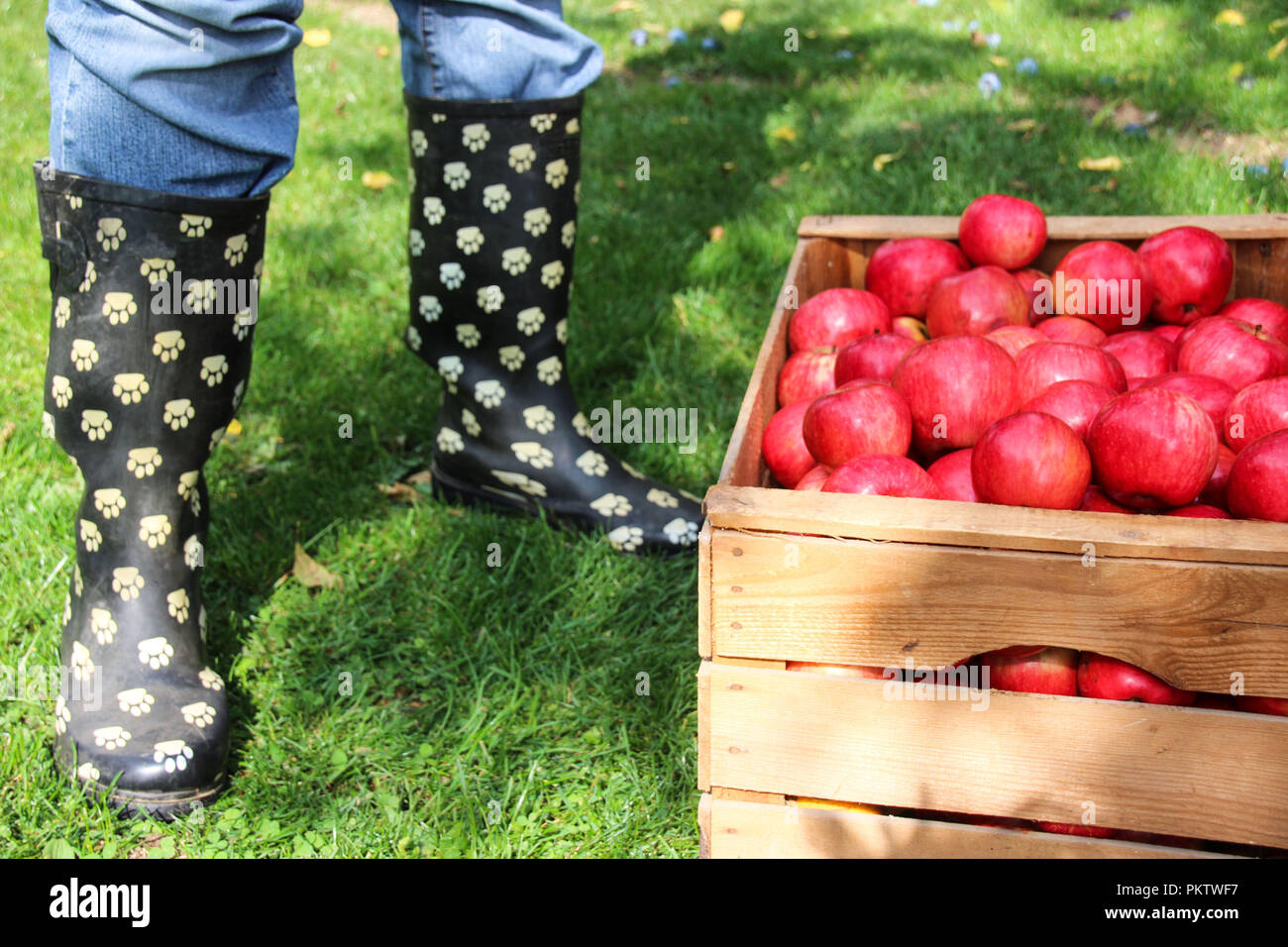 Un mazzetto di rosso, mature e deliziosa mela in una cassa di legno Foto Stock