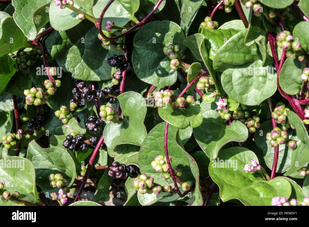 Basella rubra, Malabaresi Spinaci, vine spinaci, vite rossa spinaci, arrampicata spinaci, spunto di spinaci foglie commestibili Foto Stock