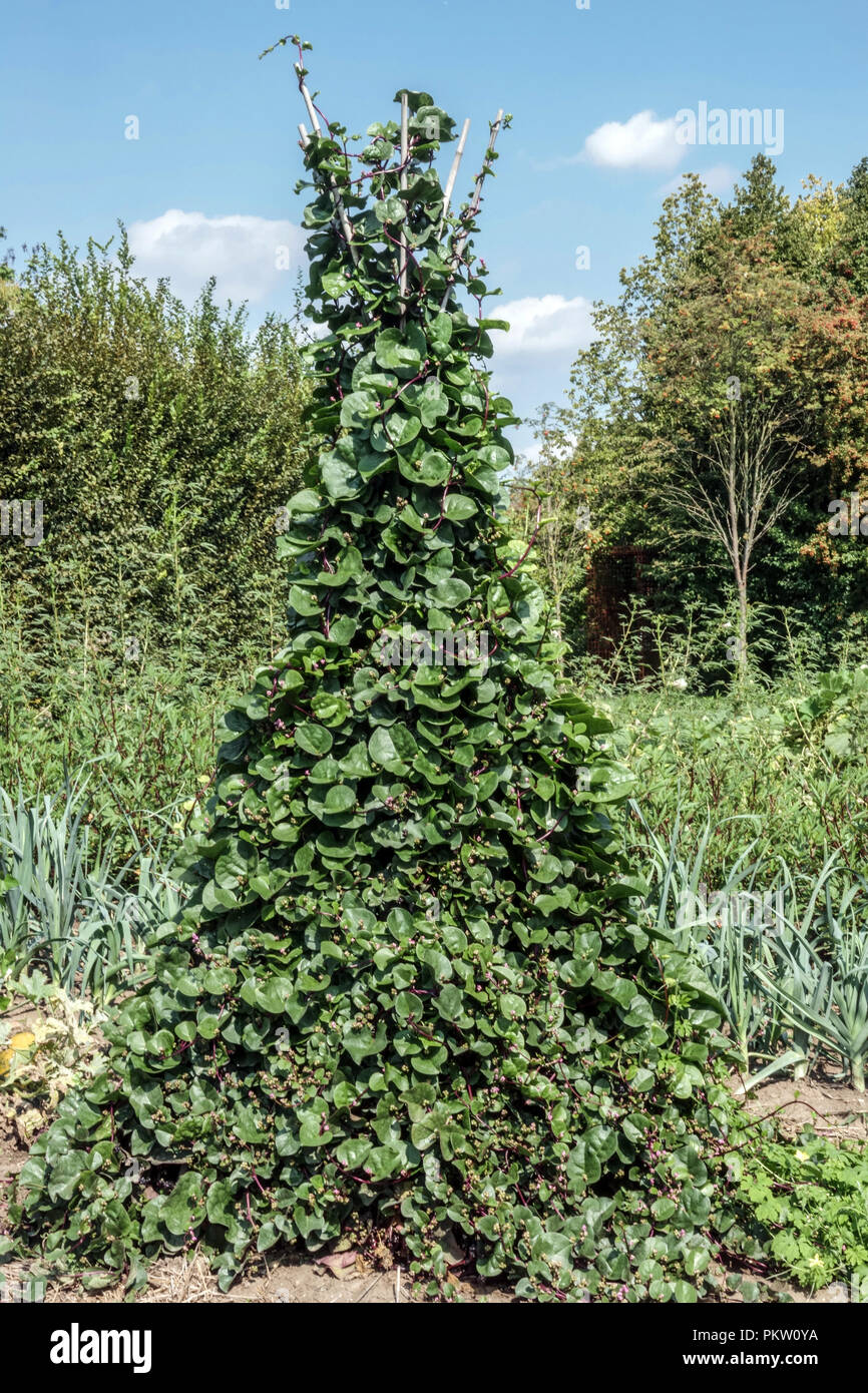 Basella rubra, vine spinaci, vite rossa spinaci, arrampicata spinaci, spinaci strisciante sulla coltivazione della vite in un orto Foto Stock