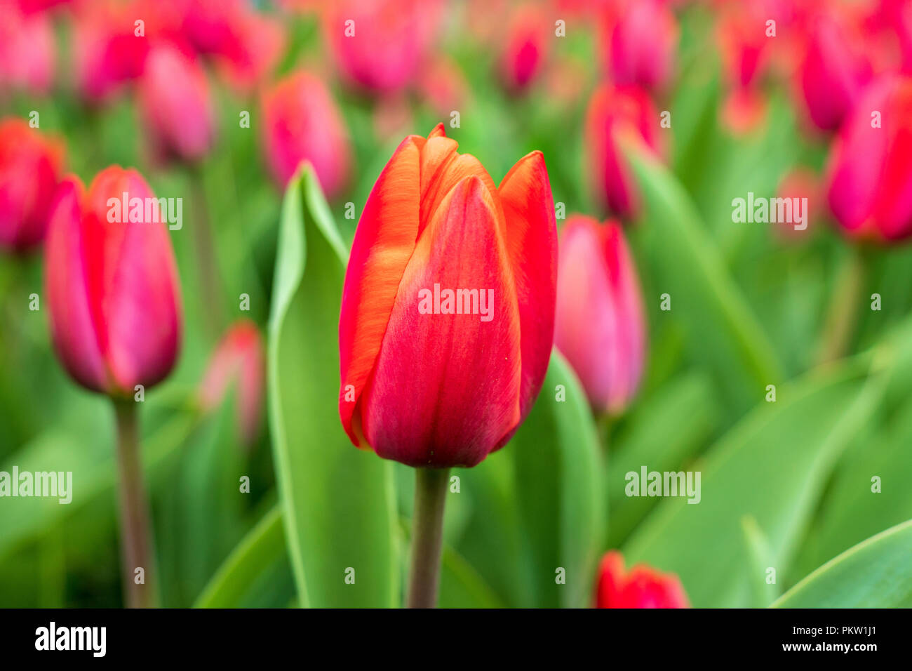 Rosa Campo di tulipani Foto Stock