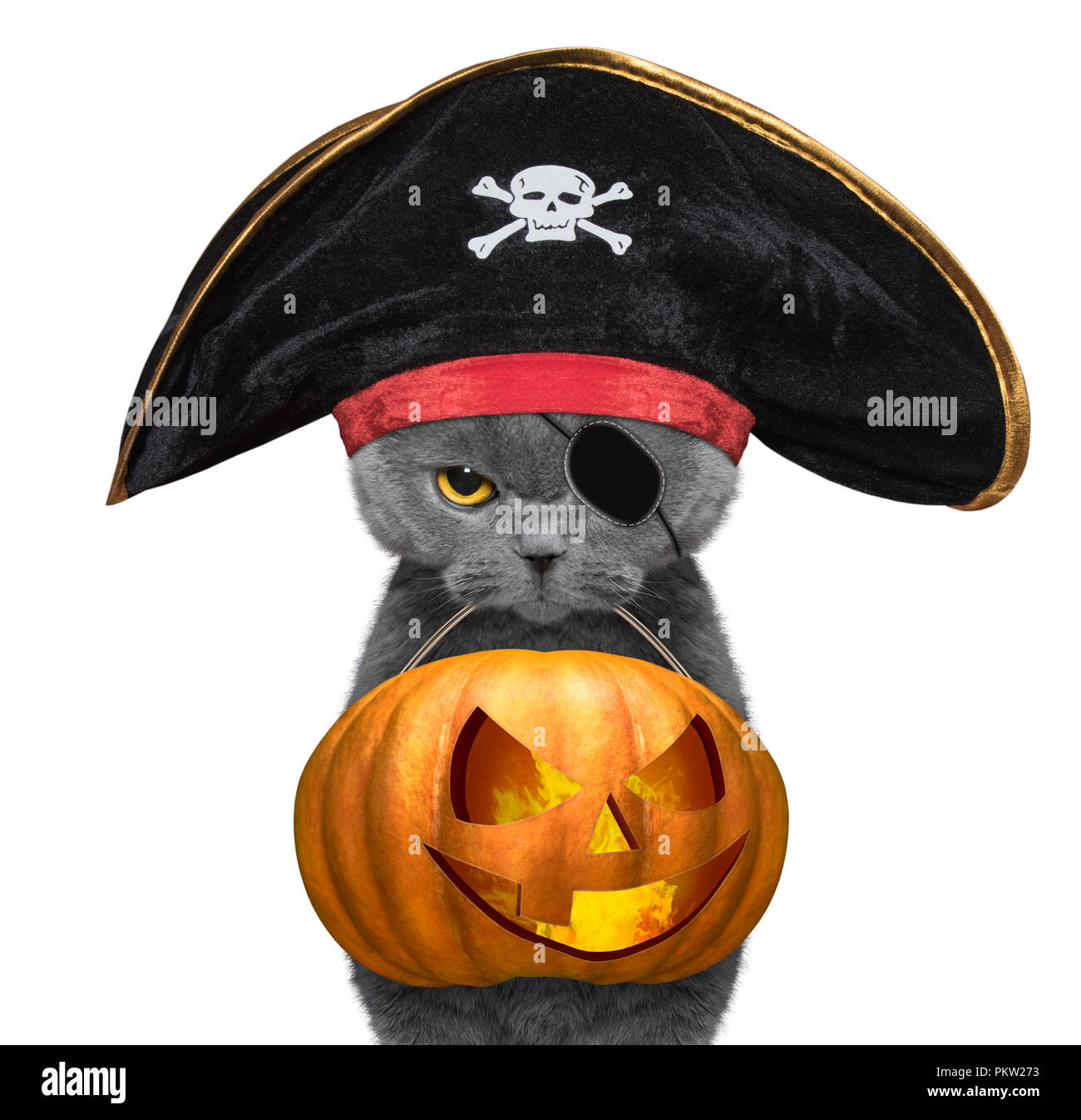 Cute cat in pirate hat tenere la zucca di Halloween in bocca - isolato su bianco Foto Stock