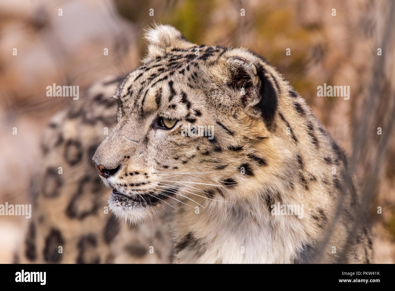 Snow Leopard Closeup Foto Stock