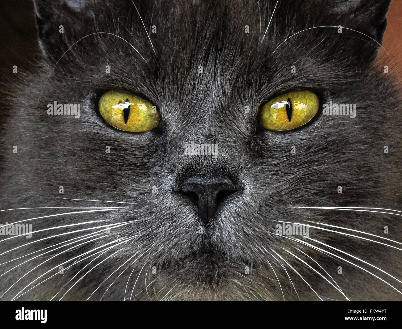 Close-up cat guardando la telecamera Foto Stock