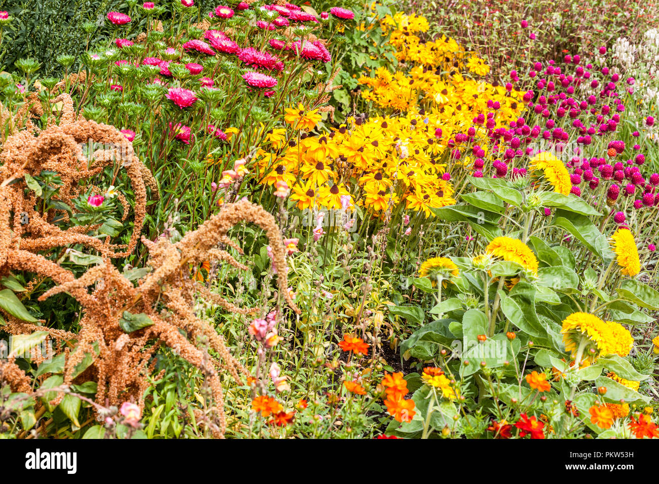 Una combinazione colorata di un letto di fiori estivo in un cottage giardino piante mescolate in confine erbaceo, Rudbeckia hirta Chine Aster, Amaranto Girasoli Foto Stock