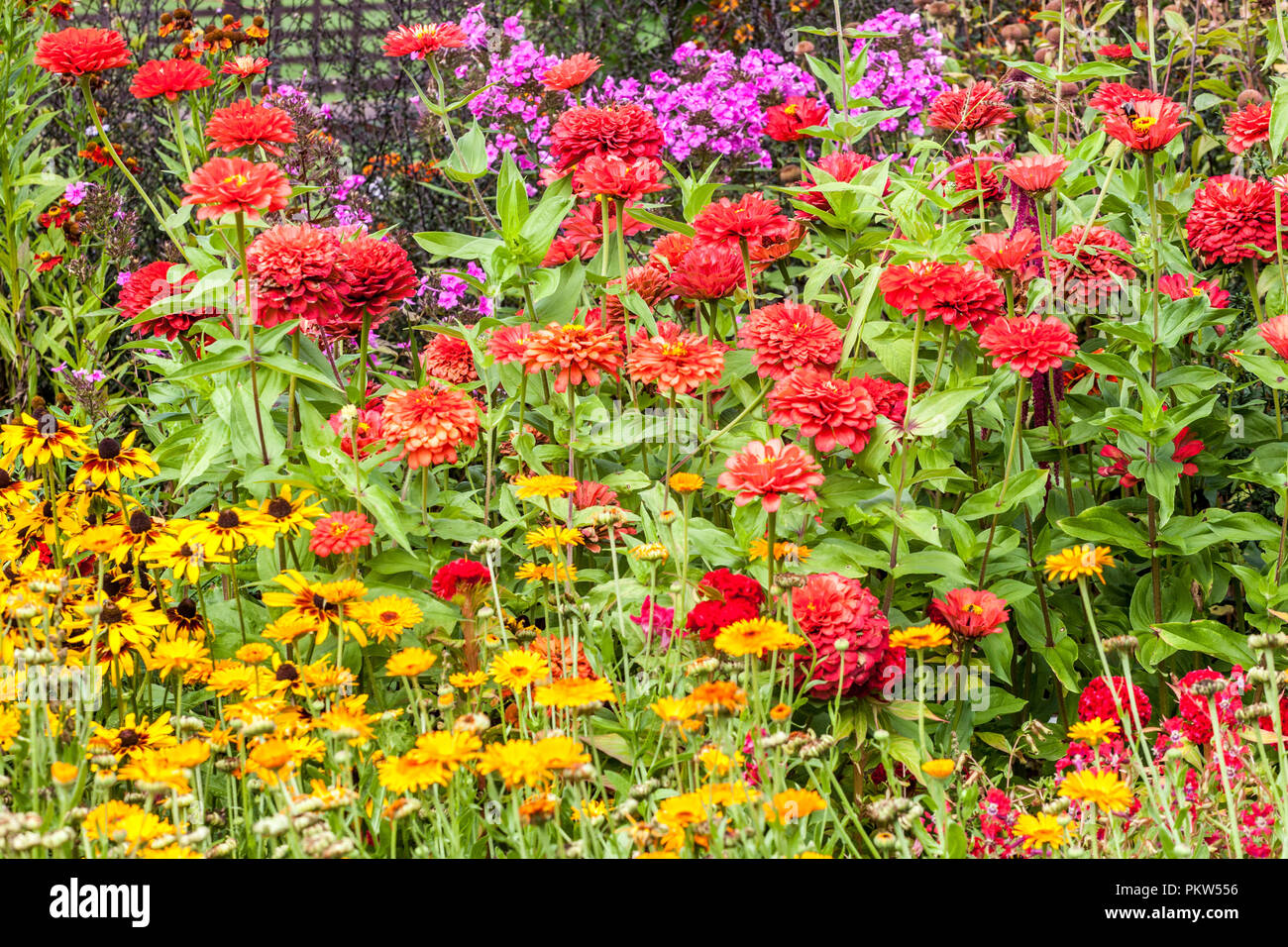 Un colorato letto di fiori estivi in un cottage giardino fiori, rossi zinnie, Rudbeckia hirta fiori gialli in un confine Foto Stock