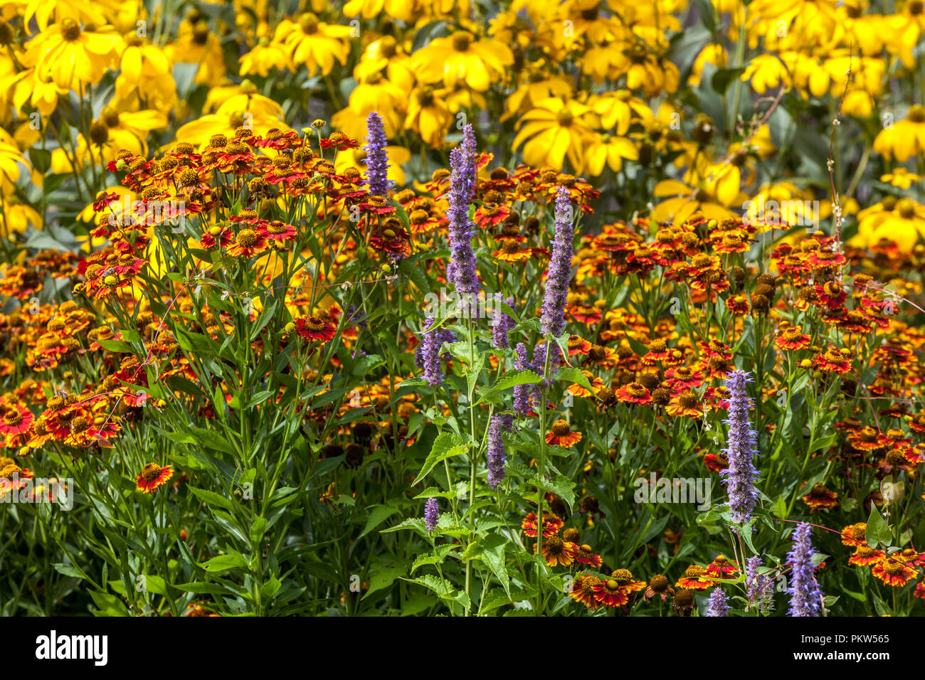 Una colorata combinazione di un estate letto di fiori in un giardino cottage, Agastache, Rudbeckia, Sneezeweeds Foto Stock