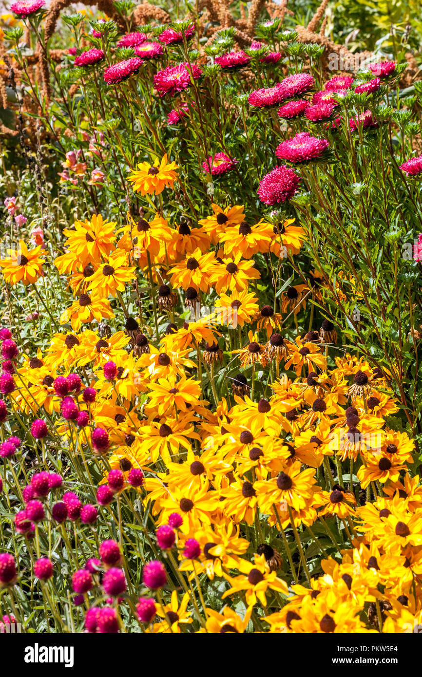 Una combinazione colorata di un letto di fiori estivi in un giardino cottage luglio, Gomphrena haageana, China Aster, Rudbeckia Goldsturm, fiori gialli in un confine Foto Stock