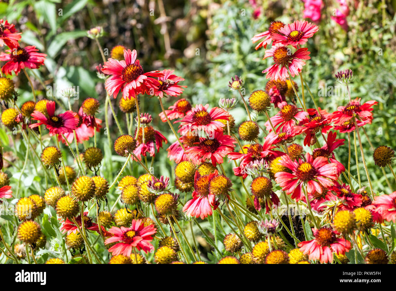 Una combinazione colorata di un bordo di un letto di fiori estivi in un giardino cottage, Gaillardia pulchella Foto Stock