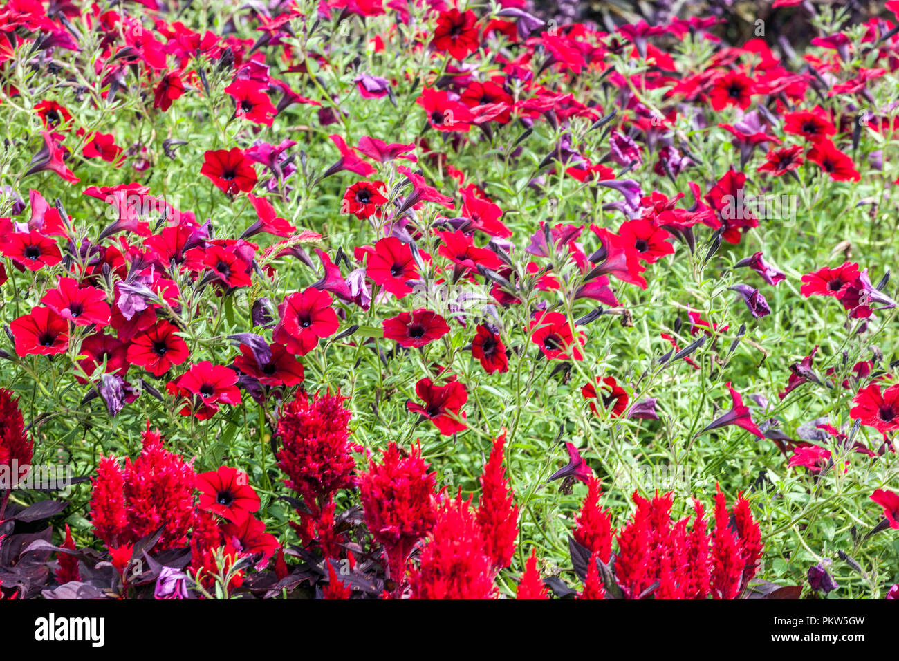 Una colorata combinazione di un estate letto di fiori in un giardino cottage, Celosia petunia, Foto Stock