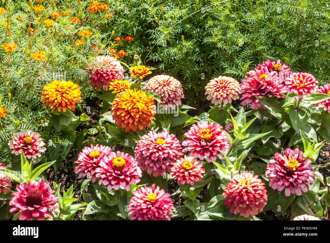 Una colorata combinazione di un estate letto di fiori in un giardino cottage, Zinnias Calendula Foto Stock