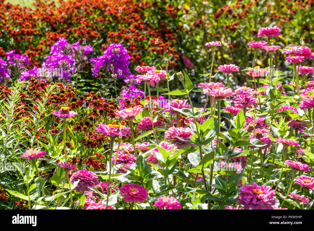 Una colorata combinazione di un estate letto di fiori in un giardino cottage, Rosa Zinnias, Phlox, Sneezeweeds Foto Stock
