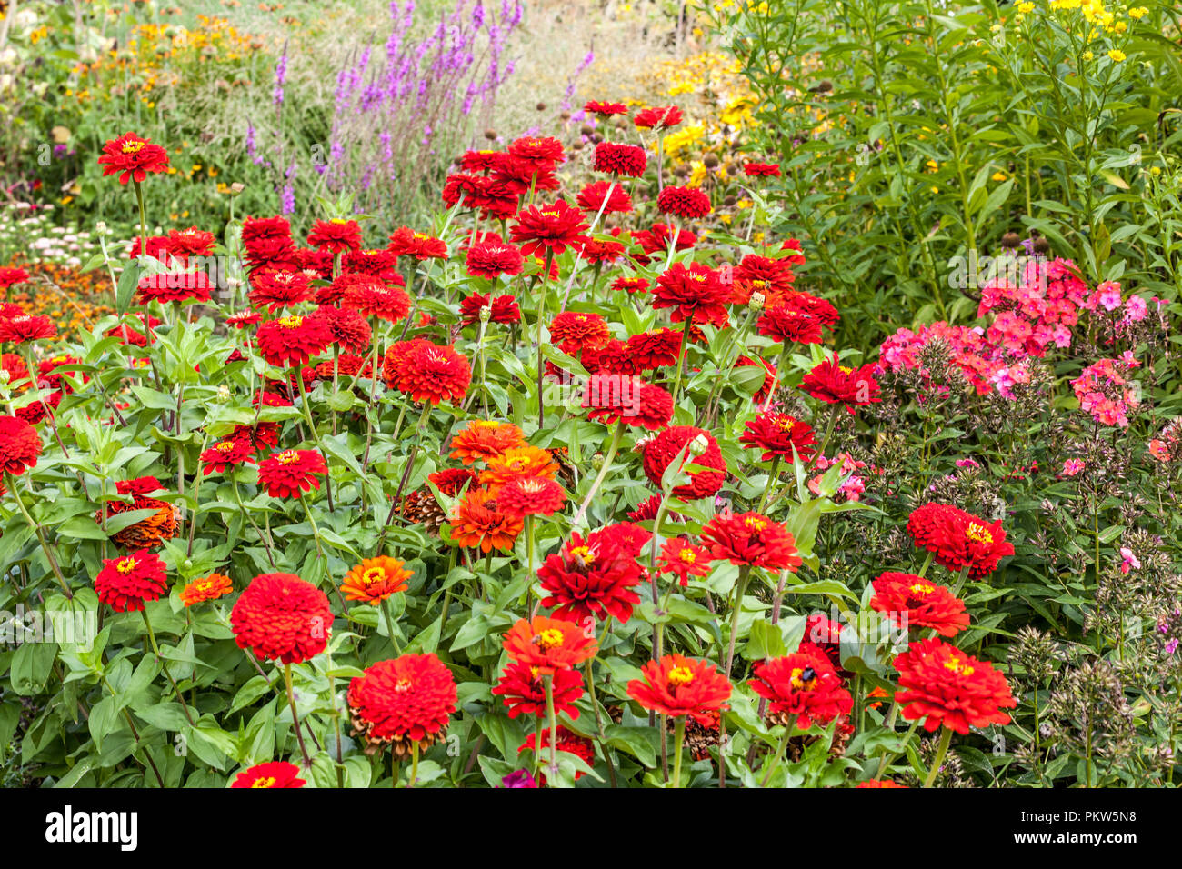Una combinazione di un'estate letto di fiori in un giardino cottage, colorato di rosso zinnias Foto Stock