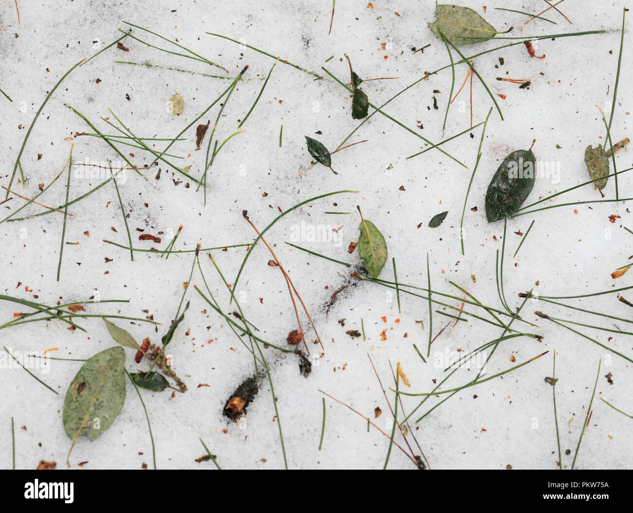 Gli aghi di pino e foglie sulla coperta di neve terreno in un bosco. Foto Stock