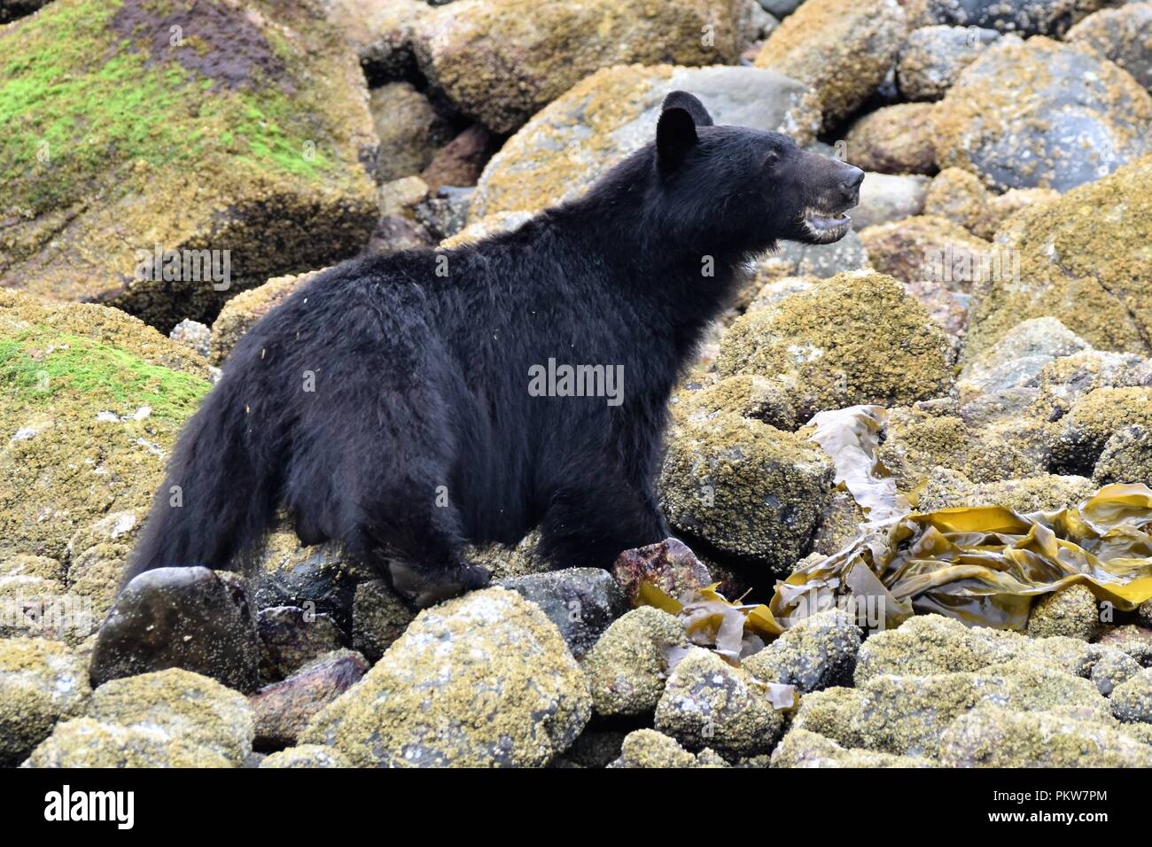 Black Bear pescato granchi su un isola beach off Ucluelet, Isola di Vancouver, British Columbia, Canada. Foto Stock