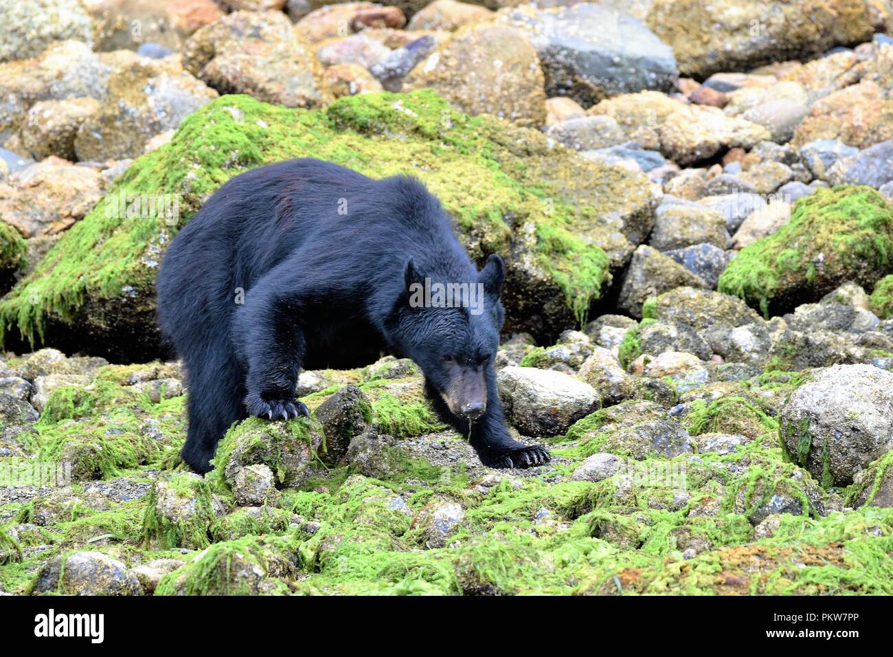 Black Bear pescato granchi su un isola beach off Ucluelet, Isola di Vancouver, British Columbia, Canada. Foto Stock