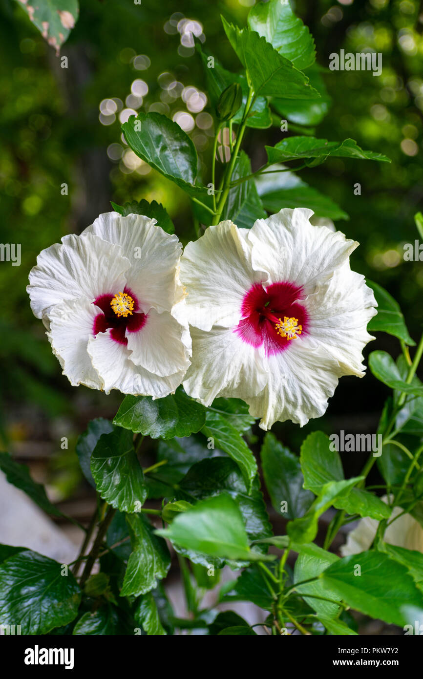 Hibiscus syriacus (rosa di Sharon ketmia siriano, rosa malva, San Giuseppe asta, rosa de Sharon) fiore della famiglia Malvaceae Foto Stock