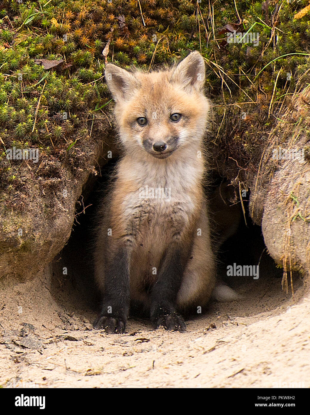 Red Fox kit nella parte anteriore del den godendo le sue circostanti. Foto Stock