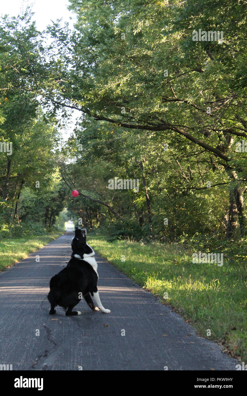 Border Collie a giocare con alberi e erba verde sul sentiero Foto Stock
