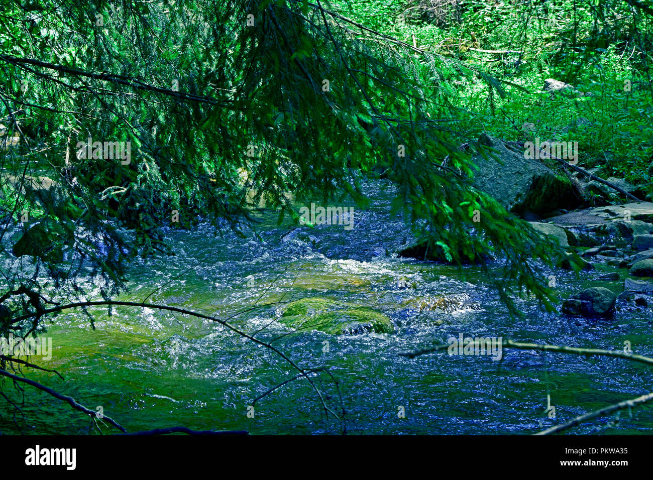 Verde ombra proiettata da abeti rossi sulle acque cristalline di un flusso veloce brook Foto Stock