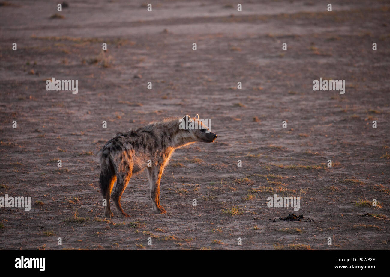 The Spotted hyena (Crocuta crocuta) (ridendo iena) Foto Stock