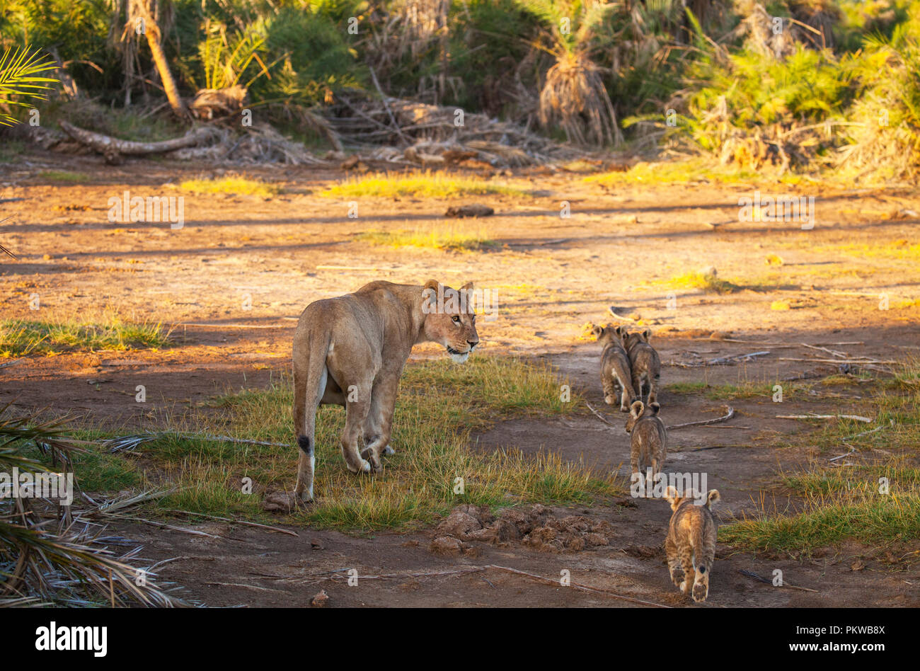 Mom lion invita i rimanenti quattro cubs a ritirarsi dallo spazio aperto alla bussola - una grande quantità di macchine di safari distraendo la sua. Amboseli Foto Stock