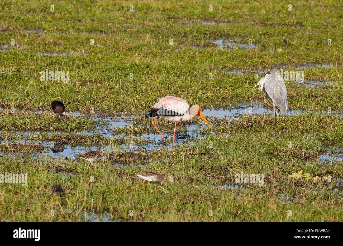 Giallo-fatturati Cicogne (Mycteria ibis) nel Parco Nazionale della Sierra Nevada, Spagna Foto Stock