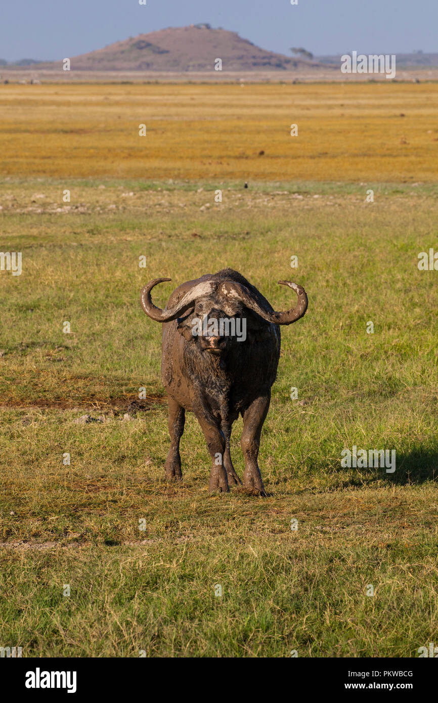 Wild African buffalo in un Amboseli National Park , Kenya Foto Stock