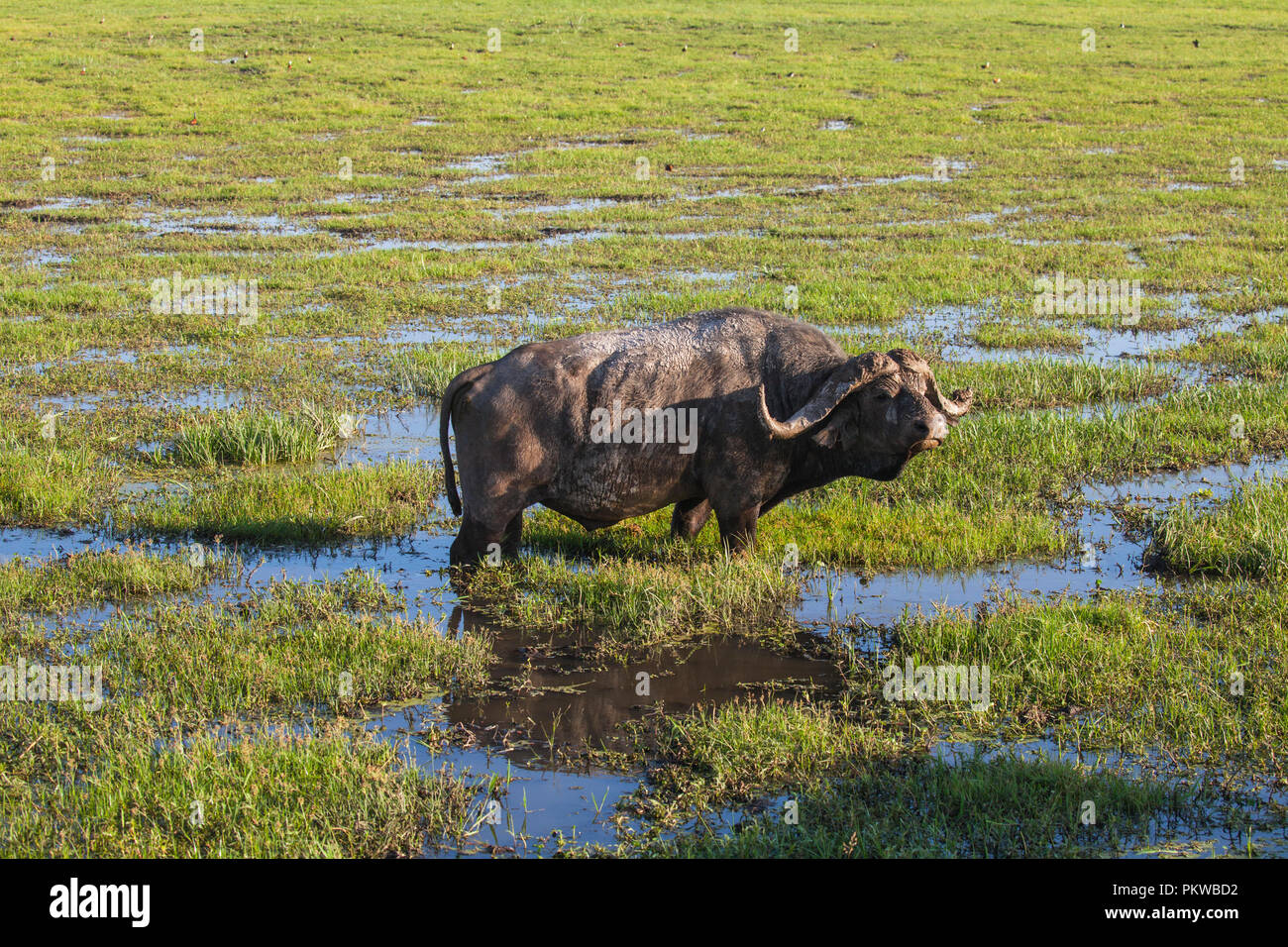 Wild African buffalo in un Amboseli National Park , Kenya Foto Stock