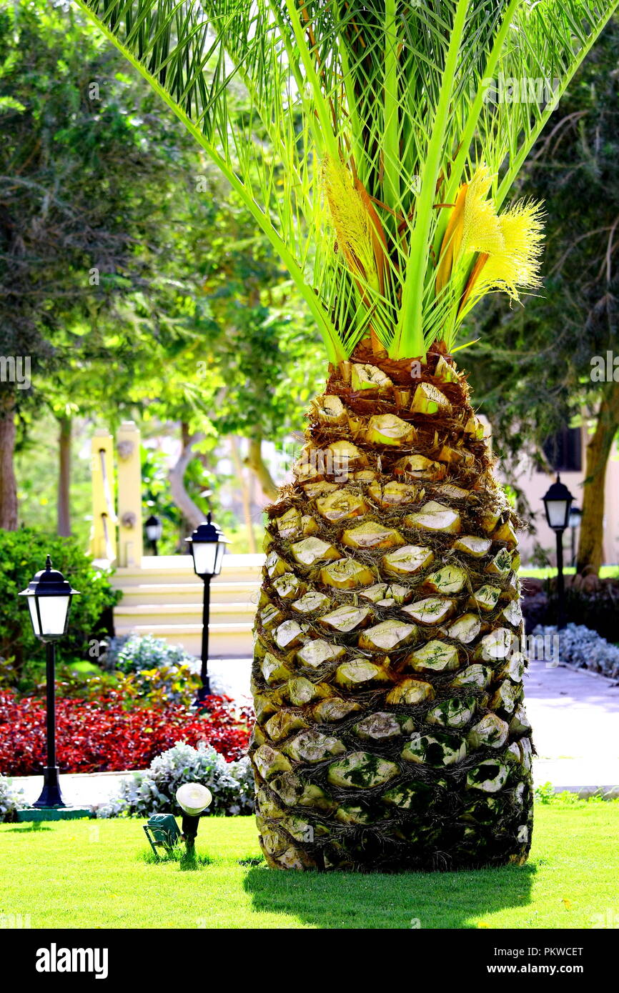 Palm Tree come grande ananas nel giardino tropicale Foto Stock