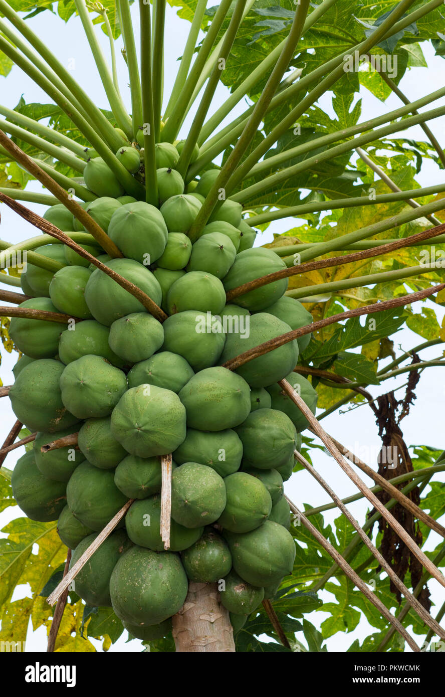 La papaia albero, molto pieno di frutta verde Foto Stock