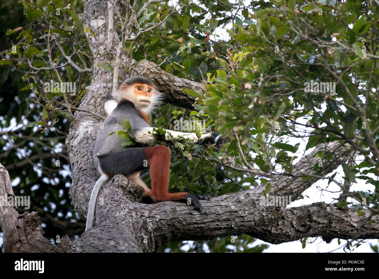 Rosso-shanked Douc- Langur sul figlio Tra della penisola di Da Nang City, Vietnam Foto Stock