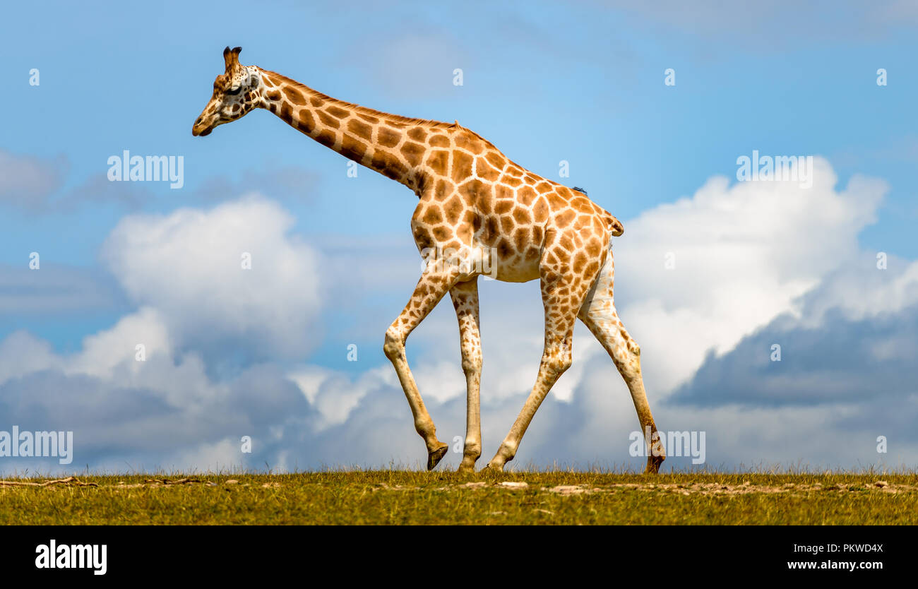 Giraffe camminare nel campo di erba e cielo blu con nuvole basse Foto Stock