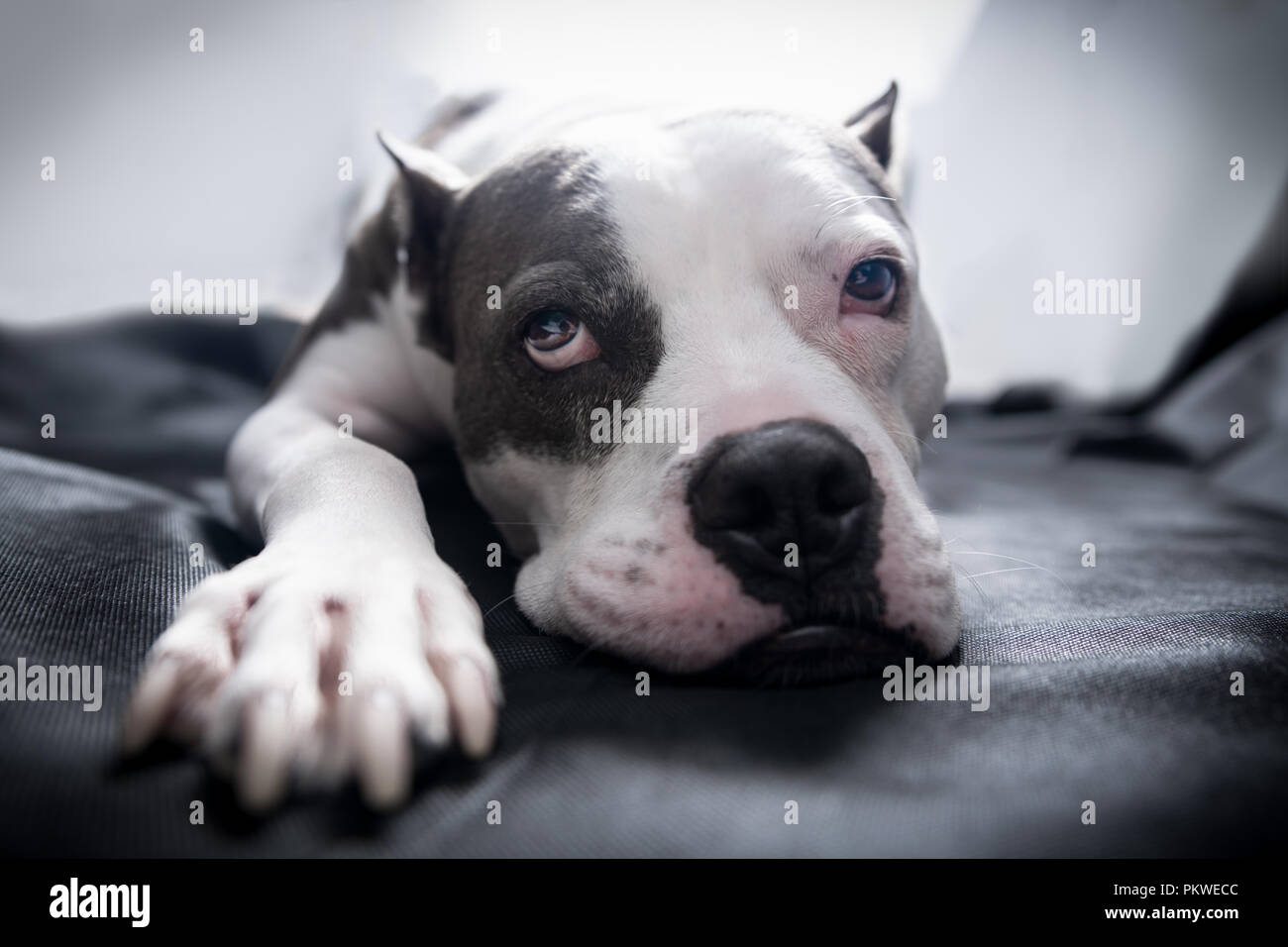 Un American Staffordshire Terrier Pitbull cane giace su una coperta con retroilluminazione luminosa e una sonnolenta esaurito malinconica guardare sulla sua faccia Foto Stock