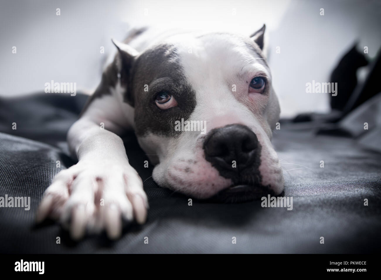 Un American Staffordshire Terrier Pitbull cane giace su una coperta con retroilluminazione luminosa e una sonnolenta esaurito malinconica guardare sulla sua faccia Foto Stock