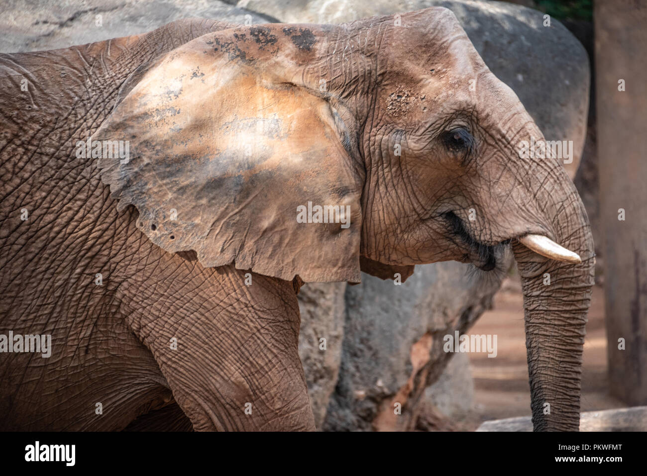 Elefante africano (Loxodonta africana) presso lo Zoo di Atlanta vicino a downtown Atlanta, Georgia. (USA) Foto Stock