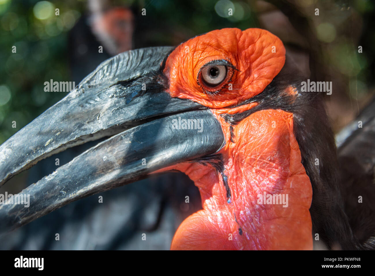Massa meridionale hornbill (Bucorvus leadbeateri) presso lo Zoo di Atlanta vicino a downtown Atlanta, Georgia. (USA) Foto Stock