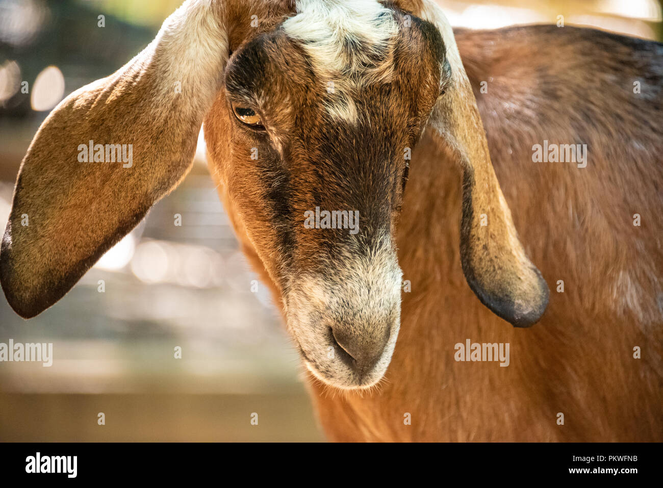 Capra di Nubian presso il petting zoo nell'Outback Station zoo per bambini entro lo Zoo di Atlanta vicino a downtown Atlanta, Georgia. (USA) Foto Stock