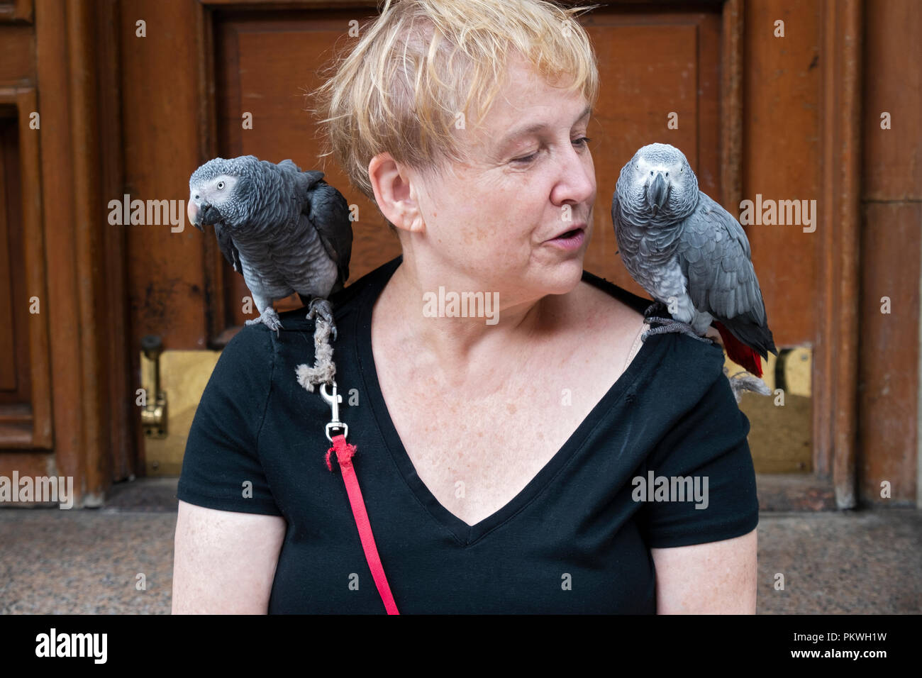 Una donna di mezza età in Greenwich Village seduti sui suoi passi con i suoi due pet africano grigio pappagalli. Foto Stock