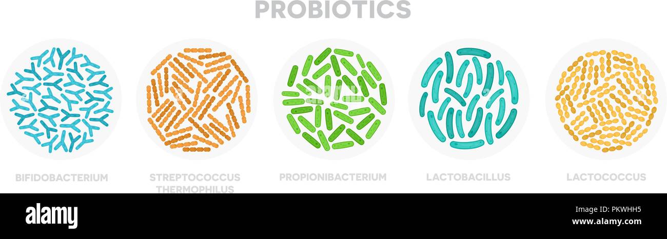 Set di batteri probiotici. Buon concetto di microorganismi isolati su sfondo bianco. Propionibacterium, Lactobacillus, Lactococcus, Bifidobacterium, Streptococcus thermophilus, Escherichia coli Illustrazione Vettoriale