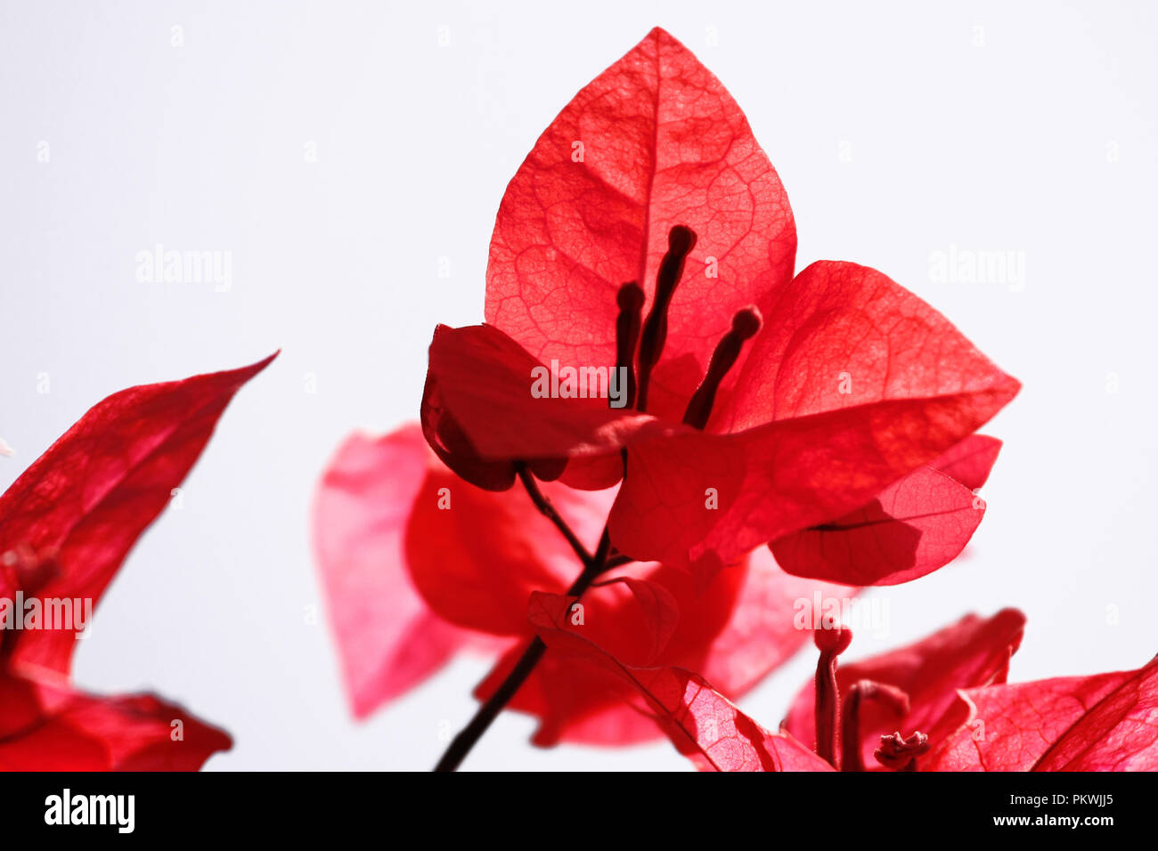 Red petali di fiori sul bianco in Soft Focus Foto Stock