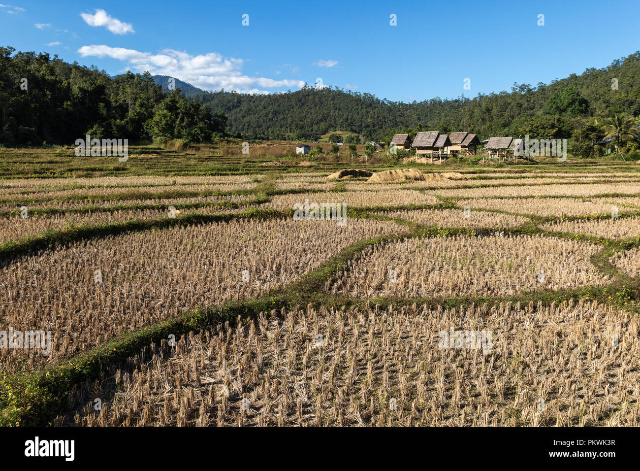 I campi di riso e case su palafitte al ponte di bambù, Pai Tailandia Foto Stock