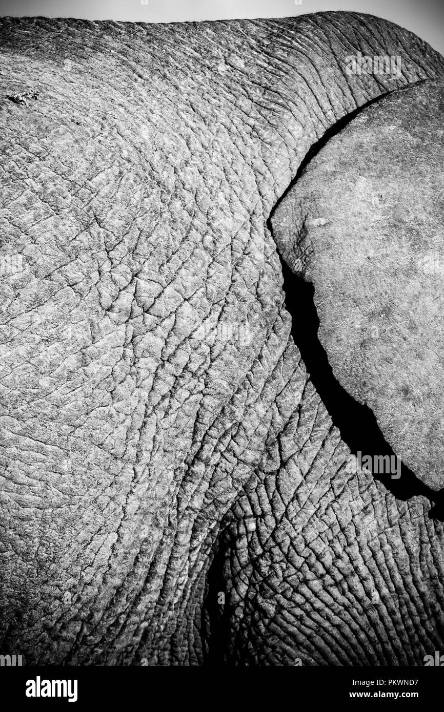 Immagine in bianco e nero di un elefante di pelle. Foto Stock