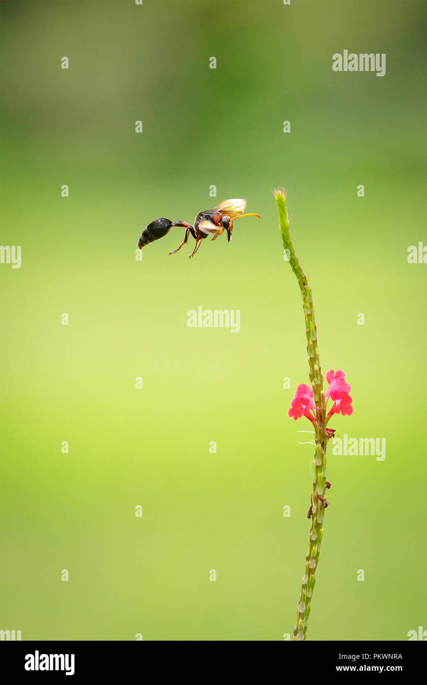 Fango nero Wasp (Delta Emarginatum) passando vicino Stachytarpheta mutabilis Foto Stock