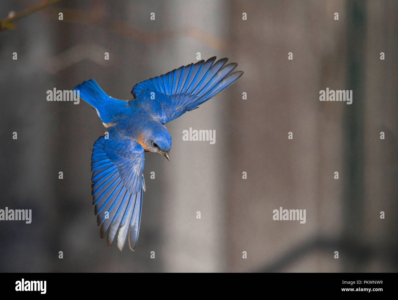 Eastern Bluebird :: Sialia sialis Foto Stock