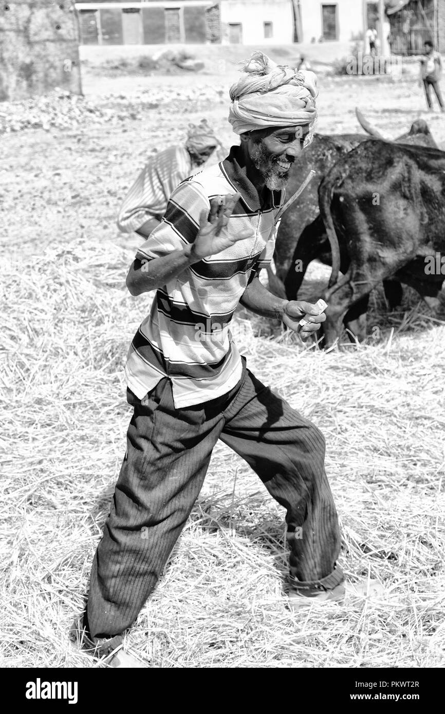 Etiopia,DANAKIL-CIRCA GENNAIO 2018--l'agricoltore non identificato e la vacca battere il grano per pulirlo Foto Stock