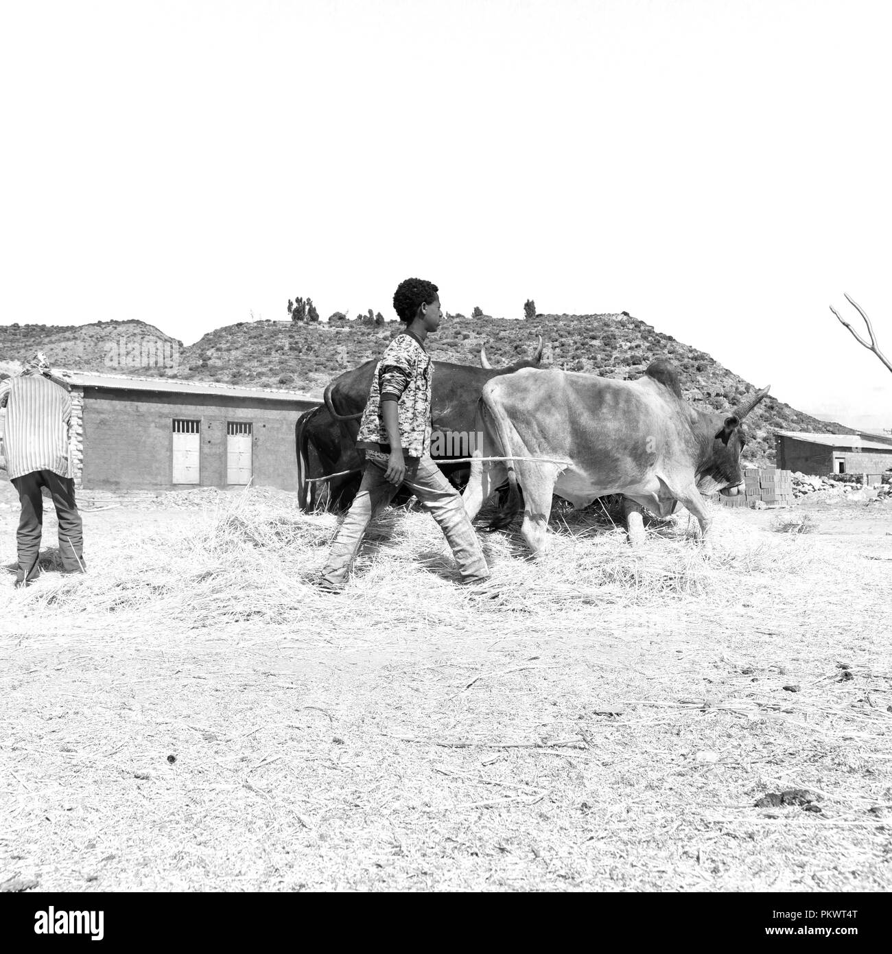 Etiopia,DANAKIL-CIRCA GENNAIO 2018--l'agricoltore non identificato e la vacca battere il grano per pulirlo Foto Stock