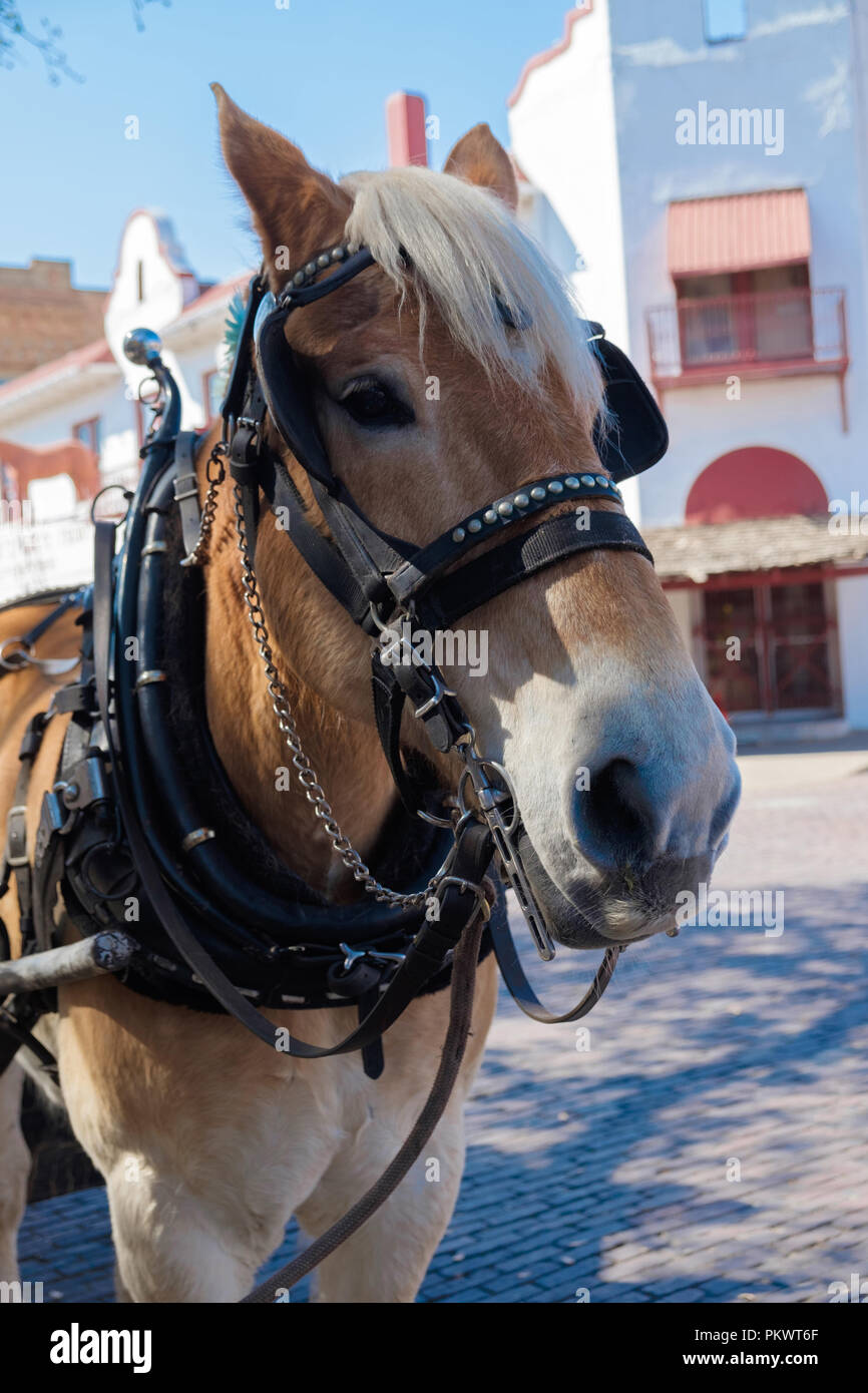 Ritratto di light brown & White Horse, agganciati fino a tirare un carrello. Fort Worth Stockyards, Texas. Foto Stock