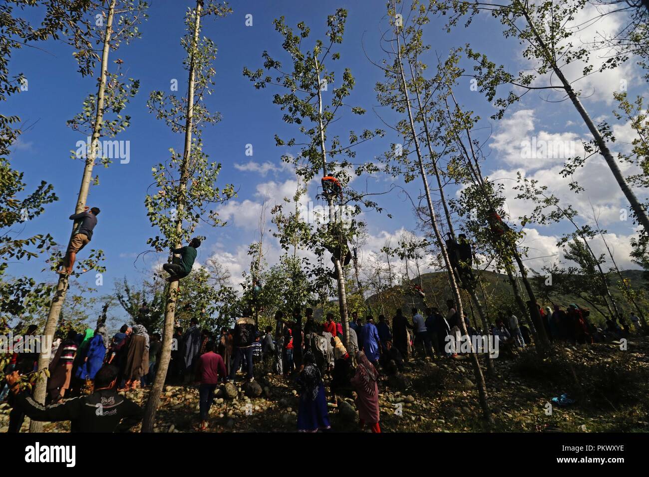 India. Xv Sep, 2018. Gli abitanti di un villaggio del Kashmir arrampicarsi sugli alberi per guardare il funerale di top militante Gulzar comandante Ahmed Paddroo kulgam nel sud del Kashmir. Gunfight tra i miliziani e le forze governative di sicurezza presso il village Chowgam in Kulgam una settantina di chilometri a sud del Kashmir, 15 settembre 2018. Cinque militanti sono stati uccisi in gunfight. Un civile è stato anche ucciso e su decine di feriti durante scontri vicino al sito di gunfight. Credito: Umer Asif/Pacific Press/Alamy Live News Foto Stock