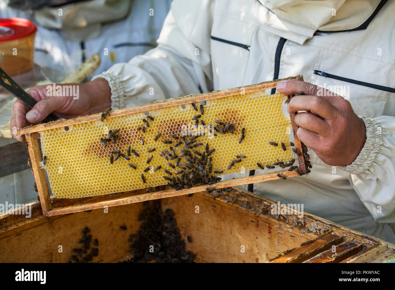 Le api di lavoro su honeycomb. Concetto di apicoltura. Cibo sano. Foto Stock