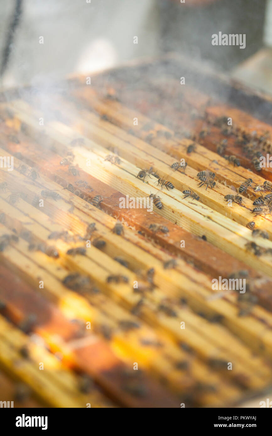 Lavorare le api sul favo di miele Foto Stock